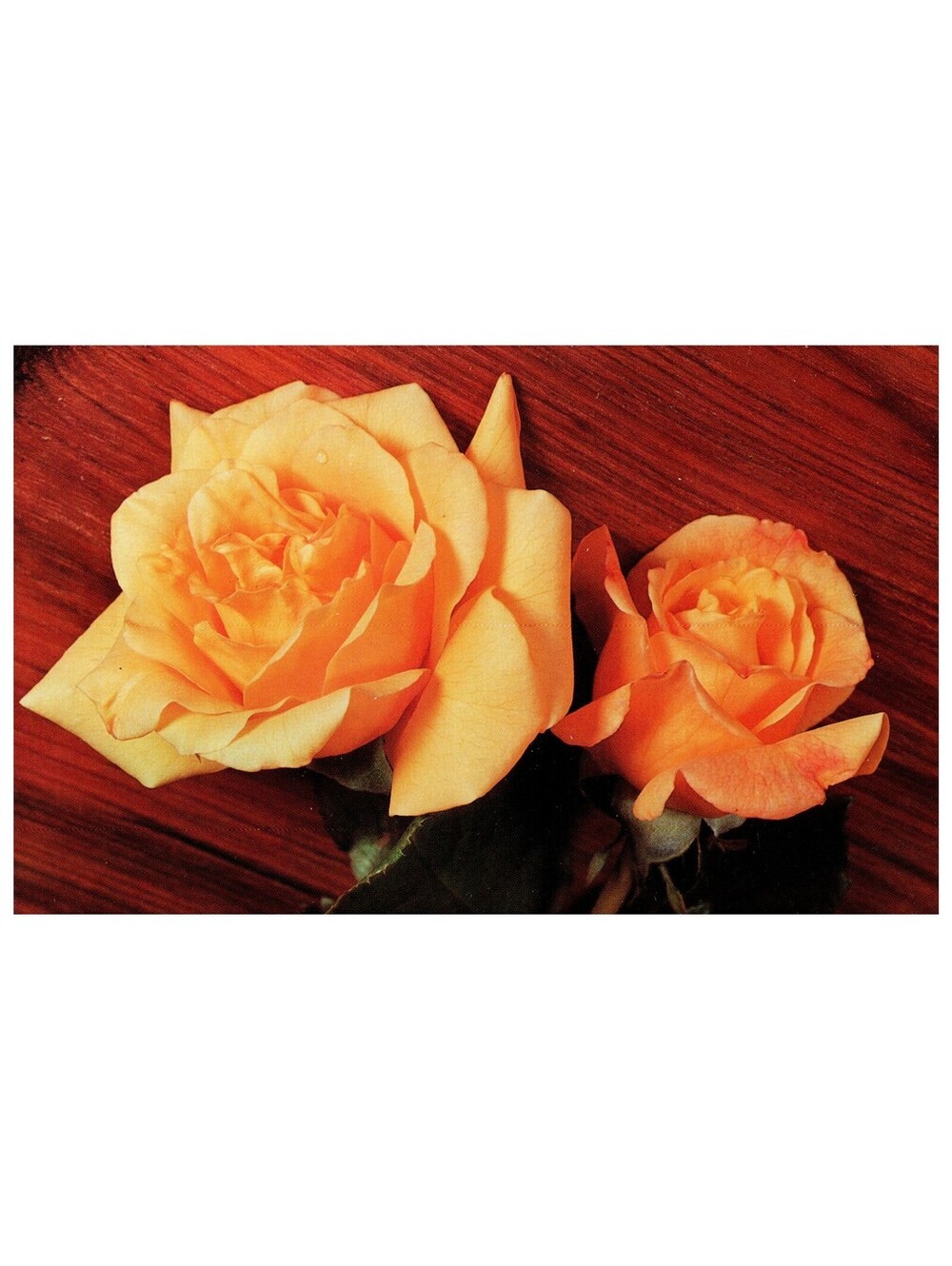 Vintage Postcard 1960s Beautiful Orange Roses in Full Bloom Old Stock